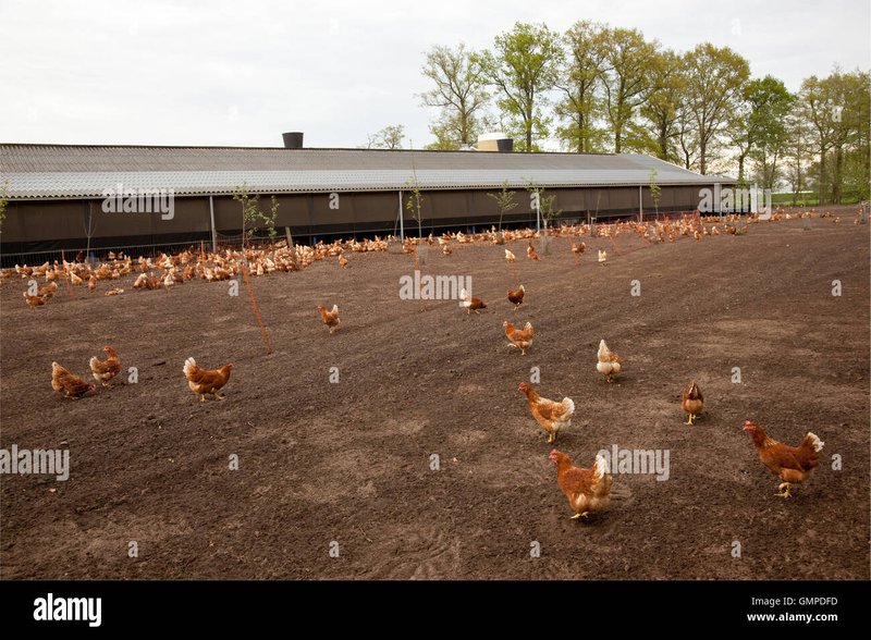 Best chicken road game in Netherlands